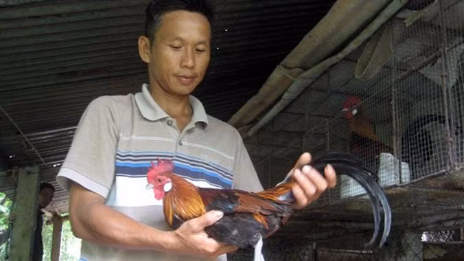 Gà rừng có giá 1-1,5 triệu đồng/cặp.
