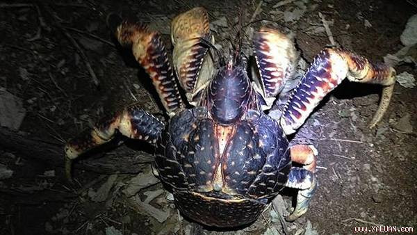 Khám phá cua ‘ăn cắp dừa’ to, khỏe nhất Trái đất