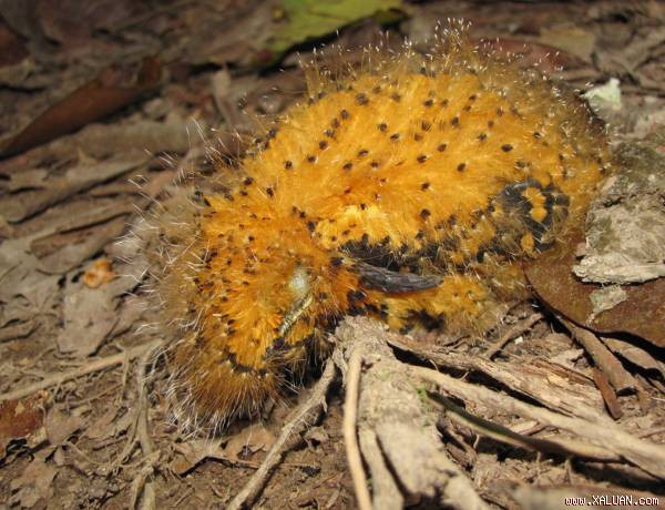 Loài động vật kì lạ có vẻ ngoài giống con sâu bướm độc này lại là một loài chim. Ảnh minh họa