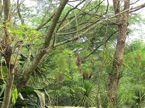 Tổ chim được “dời nhà ra mặt tiền” tại Khu Du lịch Giang Điền