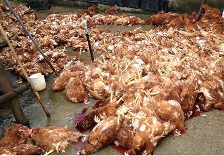 Dư luận đang nghi vấn về việc có sự "móc nối" kê khống số gà chết hưởng tiền đền bù.