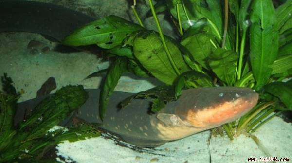 Lươn điện - sát thủ săn mồi với những cú chích điện cao thế. Ảnh minh họa