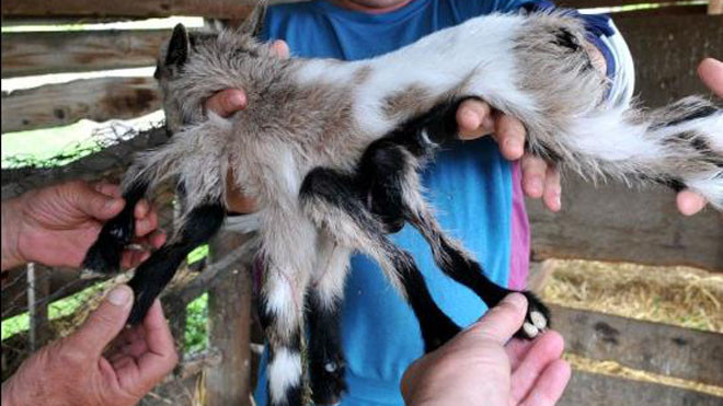 Chú dê có hai bộ phận sinh dục đực, cái