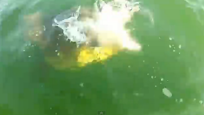 Con cá mập bị cá mú tấn công. (Nguồn: YouTube)