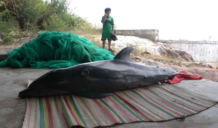 Bình Định: Ngư dân phát hiện cá heo dạt vào bờ