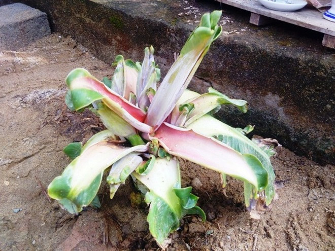 Cây chuối sứ sau khi bị chặt bỏ, vùi lấp dưới đất bỗng “tái sinh” trổ một lúc 6 bắp hoa khác thường.