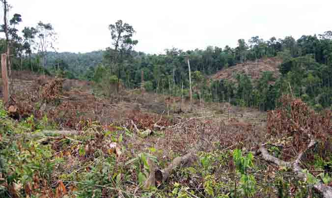 Cả khoảnh rừng bị chặt trắng.