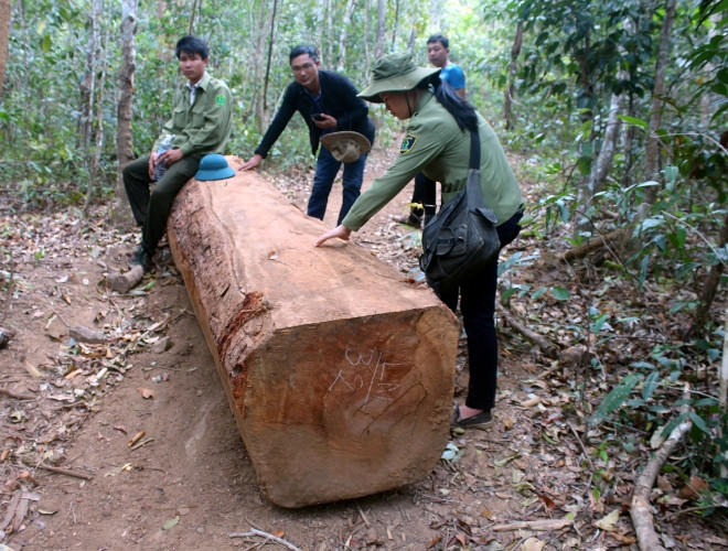 Khu vực phát hiện bãi gỗ lậu; Văn bản của công an Gia Lai 