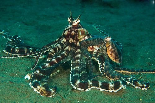 Vì sao bạch tuộc được công nhận là sinh vật quái dị nhất hành tinh