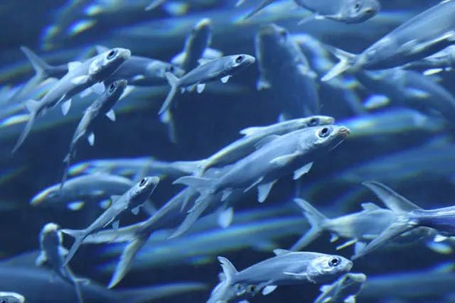 1001 thắc mắc: Cá mở mắt thao láo, vậy nó có ngủ không?