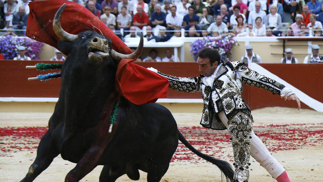 1001 thắc mắc: Vì sao bò tót hay 'nổi điên' với màu đỏ?