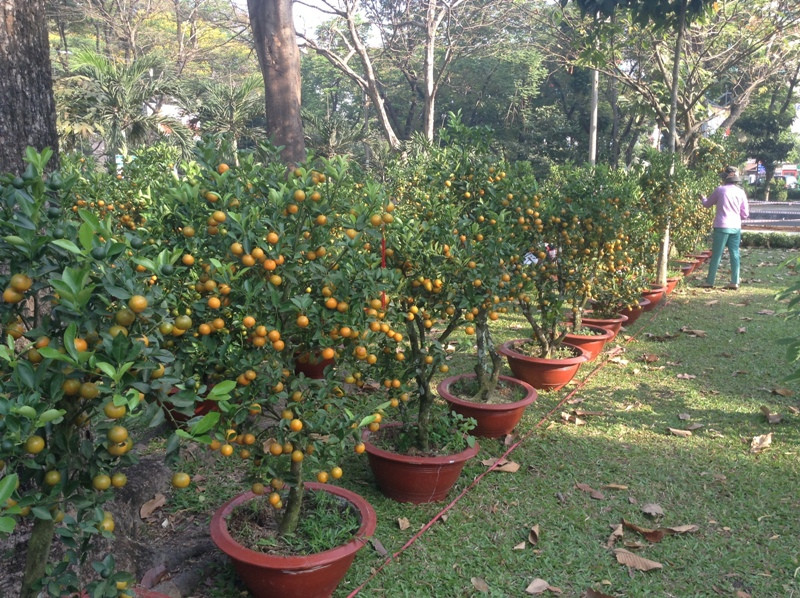 Quất Tết vươn mình trong nắng xuân Sài Gòn