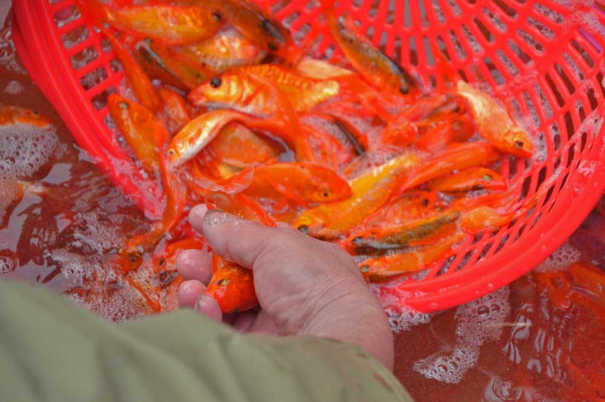 Chợ cá Sở Thượng nhộn nhịp những ngày gần Tết ông Công, ông Táo.