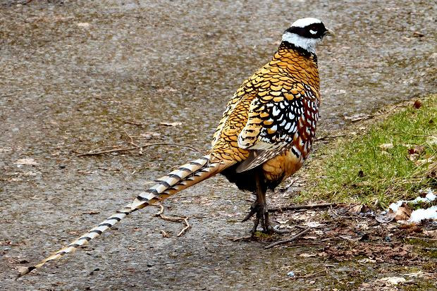 Chim trĩ hoàng đế có giá hàng chục triệu đồng một cặp. Ảnh minh họa internet.