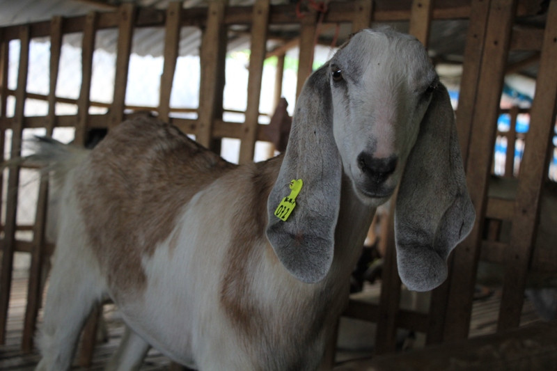 Một con dê đã được khách hàng đặt cọc thuê chưng Tết từ ngày 25-30 âm lịch.