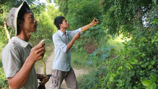 Anh Cường (trái) và anh Thiết đang truy lùng một con rắn lải.