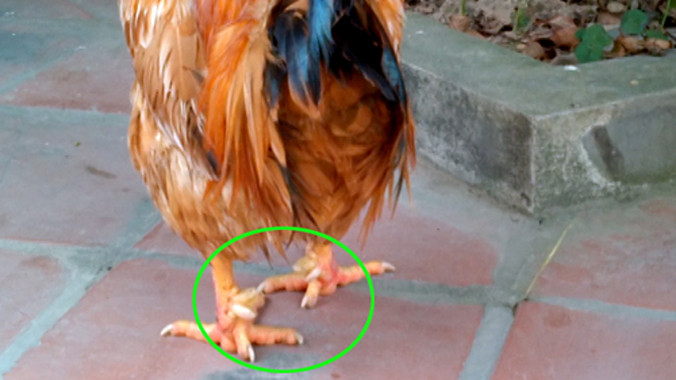 Gà 'Sơn Tinh' 9 cựa ở Hà Nội