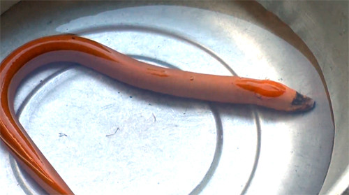 Con lươn vàng, mỏ đen do anh Nhạc bắt được. Ảnh: Vĩnh Nam.