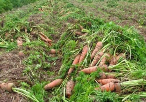 Rau rẻ, nhiều nông dân không muốn thu hoạch.