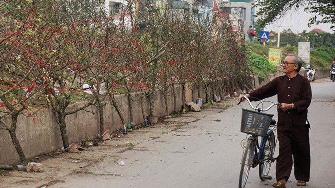 Đào rừng còn nhiều nụ, thân mốc, dáng đẹp, có thể giúp người mua chơi hết tháng Giêng . Ảnh: Diệp Sa.