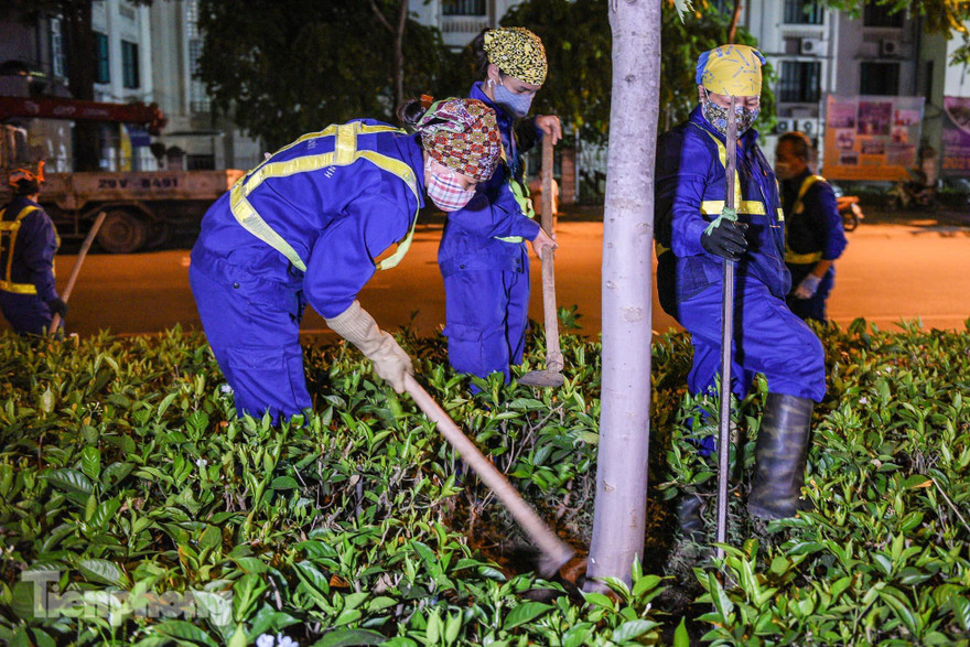 Công ty Cây xanh di dời cây phong lá đỏ trên đường Nguyễn Chí Thanh mới đây. Ảnh: Duy Phạm