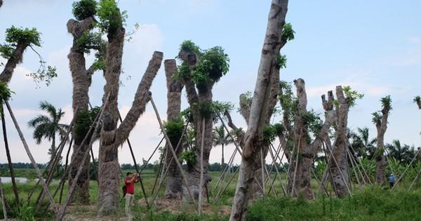 Cây xanh được ươm tại vườn trước khi được trồng trên phố. Ảnh minh họa