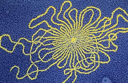 Phát hiện virus lạ ẩn náu trong cơ thể 1/2 loài người