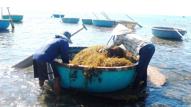 Một ngày mỗi người dân ở đây hái từ 3-6 thúng rong mơ như thế này 