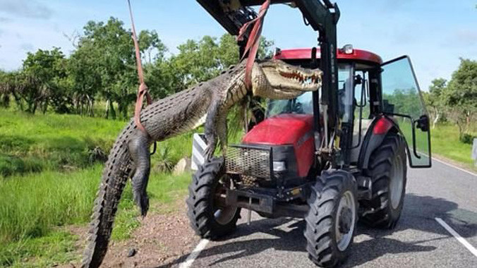 Con cá sấu bị bắn hạ. Nguồn: Parks Australia.
