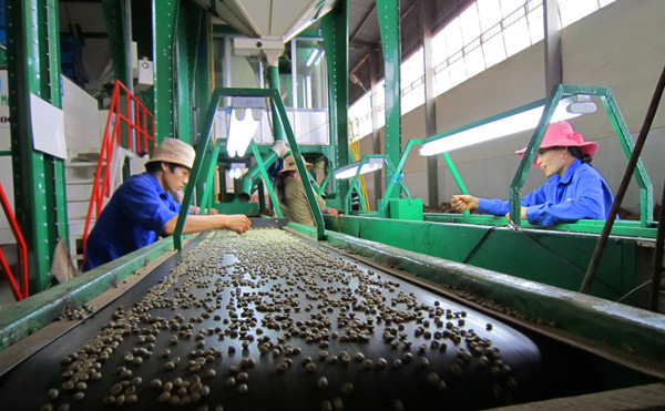 Chọn cà phê trên băng chuyền sơ tuyển tại Cty Cổ phần cà phê Phước An. Ảnh: H.T.N