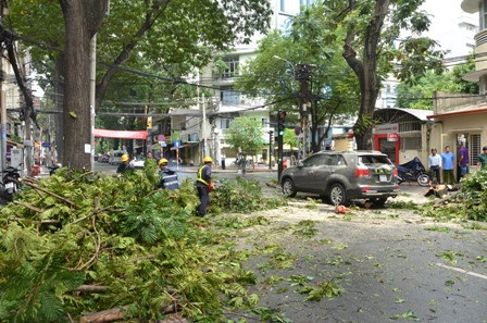 Hiện trường vụ cây xanh đè 2 xe ô tô ở trung tâm TPHCM