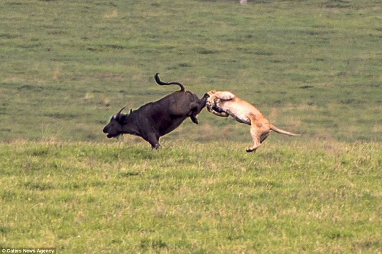 Nhiếp ảnh gia Julia Sundukova ghi cảnh sư tử cúp đuôi bỏ chạy sau khi bị trâu rừng đánh bại trong khu bảo tồn động vật hoang dã Ngorongoro, Tanzania.