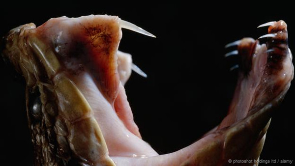 Thực hư về loài rắn khổng lồ ăn thịt người ở Indonesia