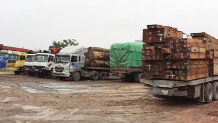 Các phương tiện vi phạm nằm trong bãi buộc hạ tải.