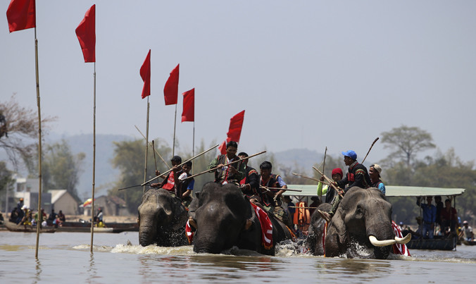 Các chú voi tranh tài dưới nước.