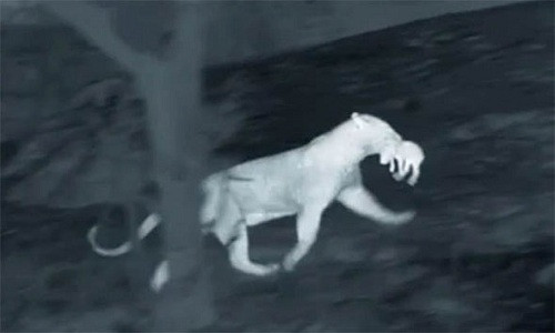 Con báo ngoạm bắt lợn con rồi bỏ chạy. Ảnh: BBC.