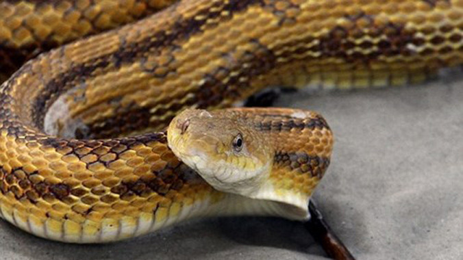 Con rắn này không độc nhưng du khách vẫn sợ hãi.