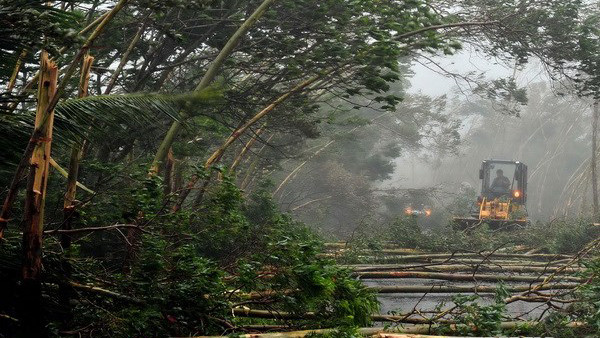 Cây đổ rạp khi bão Rammasun ập vào thành phố Văn Xương ngày 18/7. (Nguồn: THX/TTXVN) 