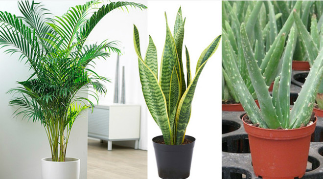Các loại cây giúp lọc không khí trong lành. Ảnh: P.C 