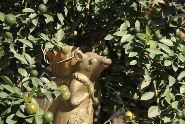 Chuột cõng quất, 1 thế cây bonsai theo 12 con giáp được tung ra thị trường dịp Tết