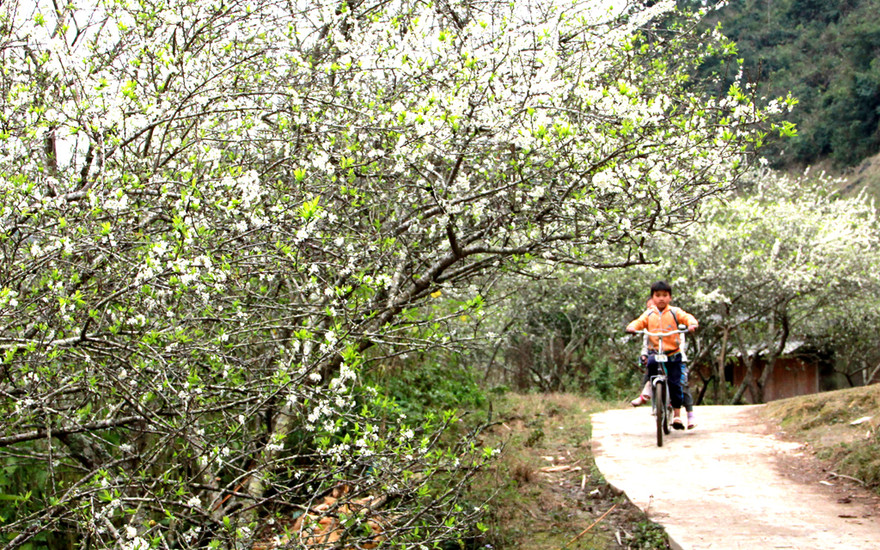 "Thiên đường" hoa mận nơi cổng trời Mường Lống