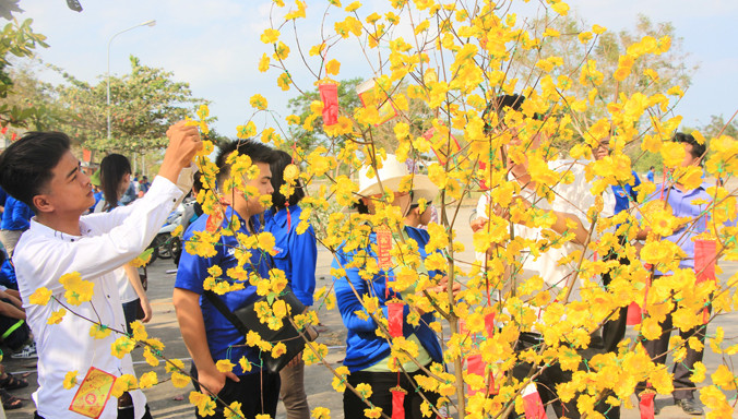 ĐVTN trang trí cây mai Tết.