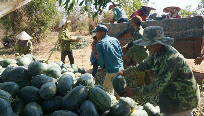 Mùa dưa “Đắng”.