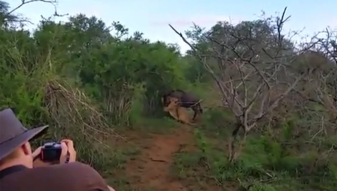 Linh dương đầu bò thoát hàm sư tử trong gang tấc