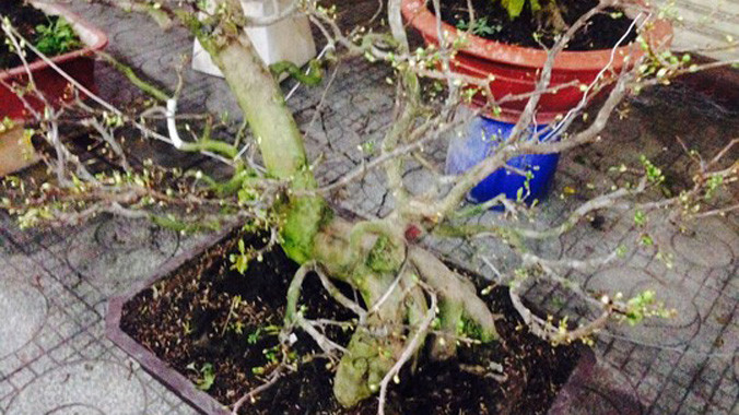 Cây mai bị trộm đã được thu hồi.