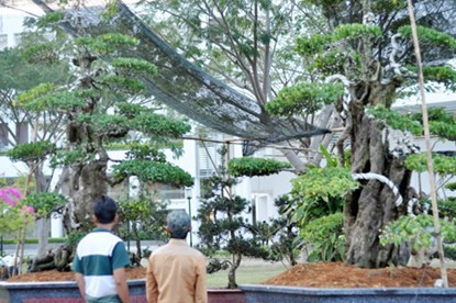 Hai cây khế “đầu voi đuôi chuột” có dáng trực diện của nghệ nhân Ba Hùng khiến không ít người choáng ngợp trước vẻ đẹp hút hồn của nó.