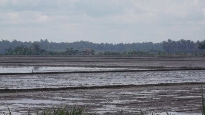 Cánh đồng, nơi xảy ra bi kịch.