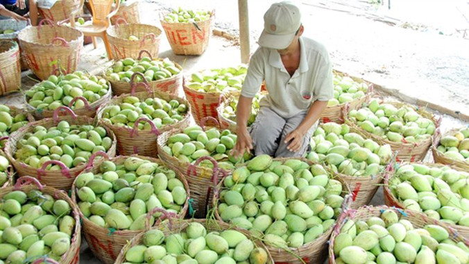 Nhờ áp dụng kỹ thuật mới nên nhiều năm qua trái cây vụ nghịch luôn có giá cao...