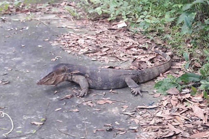 Thả kỳ đà hoa quý hiếm nặng 11kg về rừng