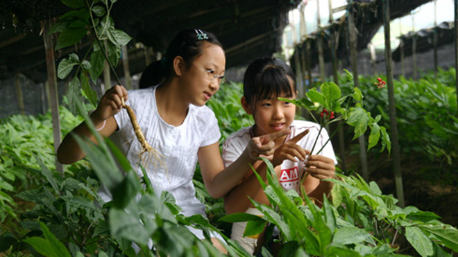 Hàn Quốc tổ chức lễ hội nhân sâm tại Hà Nội